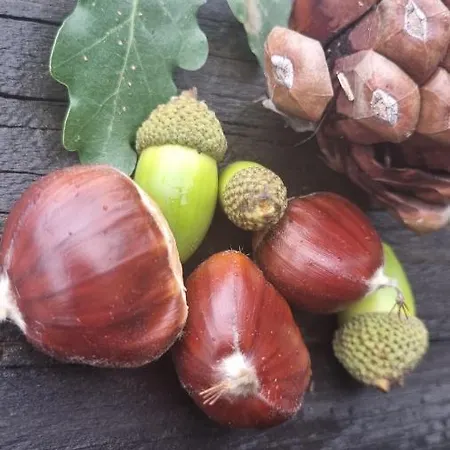 Antico Palmento Dell'etna Affittacamere