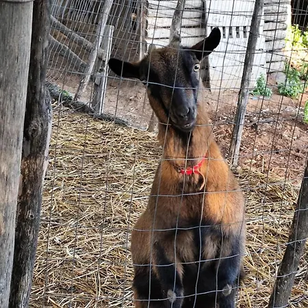 Antico Palmento Dell'etna Pedara