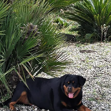 Affittacamere Antico Palmento Dell'etna