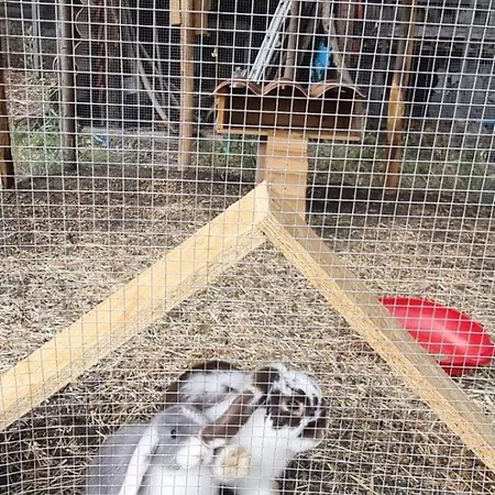 Affittacamere Antico Palmento Dell'etna Pedara