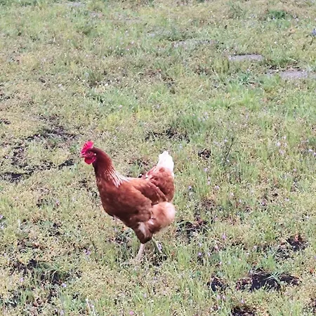 Antico Palmento Dell'etna 3* Pedara