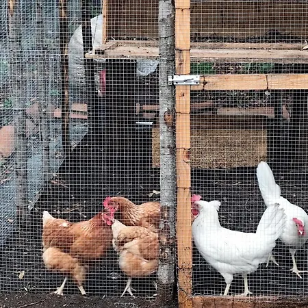 Affittacamere Antico Palmento Dell'etna Pedara