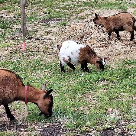 Affittacamere Antico Palmento Dell'etna